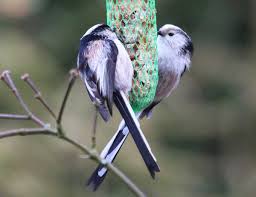 Sie beobachten derzeit weniger meisen, finken und rotkehlchen in ihren gärten als sie es aus den vorjahren gewohnt sind. Gefiederte Nachbarn Wintervogel Im Garten Das Blaue Blatt