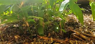 Image result for Shibataea