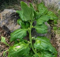 Image result for Tetragonia calycina