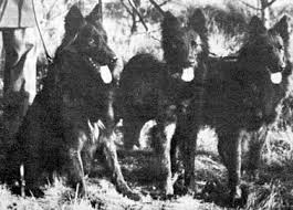 The history of the longhaired Dutch Shepherd dog