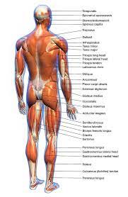 The free science images and photos are perfect learning tools, great for adding to science projects and provide lots of interesting information you may have not known about the human body. Full Body Anatomy Chart Utah