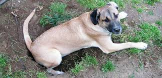 Check spelling or type a new query. A Sticky Situation Dog Undergoes Emergency Surgery After Swallowing Construction Glue Aspca