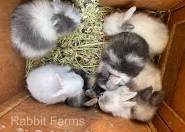 Maybe you would like to learn more about one of these? Rabbits For Sale In Texas Texas Rabbit Breeders