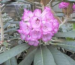 Plant Descriptions Hybrid Rhododendrons Rhododendron Plant Rhododendron Plants