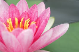 Death carries off a man busy picking flowers with an besotted mind, like a great flood does a sleeping village. 21 Remembering Mom Quotes Love Lives On