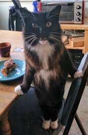 Everybody loves pizza, and cats are no exception. Can Cats Eat Sausage Rolls