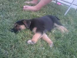 Her muzzle is narrow, leading up to a wide head and triangular ears. 8 Week Old German Shepherd Pup