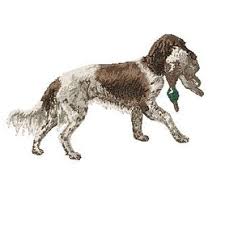 Image result for Malý münsterlandský ohař