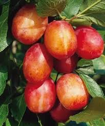 Image result for prunus domestica renkloda althana