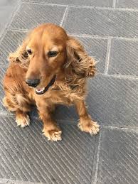 We did not find results for: Pin De Mat66 En Cocker Spaniel