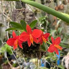 Image result for Ficus pygmaea