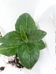 Image result for Rungia