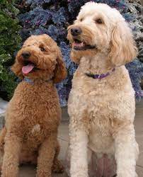 Watch this before getting a golden doodle, labradoodle, sheepadoodle, cavapoo, cockapoo, or any other kind of doodle! Mini Goldendoodle Vs Mini Labradoodle Which Is Right For You Labradoodles Dogs