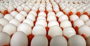 We did not find results for: Mau Produksi Telur Ayam Kampung Meningkat Begini Caranya Artikel Pertanian Terbaru Berita Pertanian Terbaru