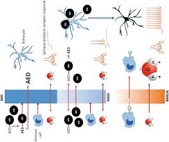 Daftar koleksi manga shea manga ada di menu daftar manga. Pro And Anti Inflammatory Neurovascular Processes In Epilepsy A Fragile And Dynamic Equilibrium Springerlink