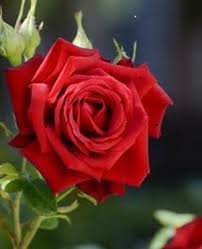 Jasper Terrell Obituary (2024)