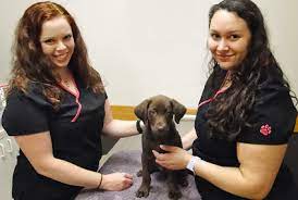 Veterinary clinics & hospitals veterinarians dentists. Health Maintenance Services Of Cottage Grove Animal Hospital