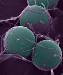 Cos 7 Cells Ectopically Expressing The Fcg Receptor Performing Phagocytosis On Beads Opsonised With Immuno Macro And Micro Medical Photography Mermaid Coloring