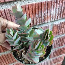 Image result for Kalanchoe fedtschenkoi