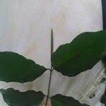 Image result for Gnetum africanum