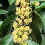 Image result for Suregada