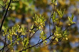 Image result for Diospyros lycioides