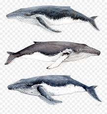 Sketch humpback whale with pencil through our step by step tutorial or watching video tutorial, quickly learn pencil drawing of how to draw a humpback whale with color pencils time lapse. Baby Humpback Whale Drawing Hd Png Download Vhv