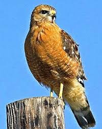 Florida Birds Of Prey Images Florida Hawks Florida Birds Of Prey Animals Beautiful Birds Birds