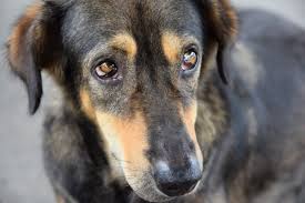 The following diagnostics are recommended: Lung Cancer In Dogs Causes Signs Treatment Canna Pet