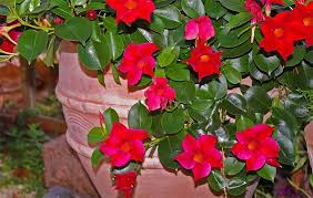 Prenez à cet égard, il est également important de noter que le pot de cette plante doit être changé régulièrement, car avec sa croissance rapide et. Fleur Grimpante Notre Liste Des 30 Plus Belles Varietes Ctendance Fr