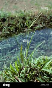 Image result for Eleusine indica