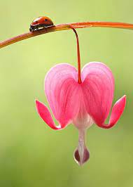 Ladybug And Bleeding Heart Flower Greeting Card For Sale By Peggy Collins Bleeding Heart Flower Bleeding Heart Flower Painting