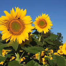 Maybe you would like to learn more about one of these? The Anderson S Sunflower Farm Home Facebook