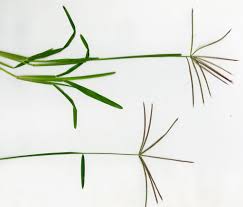 Image result for Chloris pycnothrix