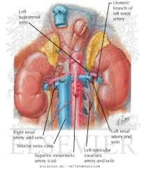 The assessment of the transplant renal vascular anatomy was included the presence of accessory renal arteries and vascular anastomosis. Renal Artery And Vein In Situ Renal Vasculature