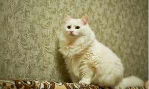 Bulu kucing anggora terlihat sangat cantik dan juga panjang. Kucing Anggora Ketahui Ciri Fisik Dan Tips Memelihara Binatang Imut Yang Disukai Cat Lovers Ini Cermati Com