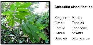 Image result for Millettia usaramensis