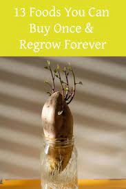 13 Foods You Can Buy Once Regrow Forever Container Gardening Vegetables Inside Garden Home Vegetable Garden