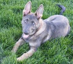 Beautiful coats, disposition, and conformation. Pin On German Shepherd Dog