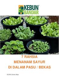 Kalau nak tahu, pokok betik pun antara tanaman yang paling mudah untuk di tanam dalam pasu. 7 Rahsia Tanam Sayur Di Dalam Pasu