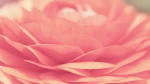 You can also upload and share your favorite pink wallpapers pink wallpapers for computer. Free Download 1920x1080 Pink Rose Desktop Pc And Mac Wallpaper 1920x1080 For Your Desktop Mobile Tablet Explore 73 P Nk Wallpaper Desktop Pink Wallpaper Pink Wallpapers For Girls Pink