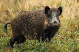 Image result for wild boar