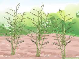 How long does asparagus take to grow? How To Grow Purple Asparagus 15 Steps With Pictures Wikihow
