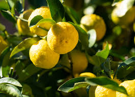Image result for Citrus × limon