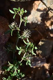 Image result for Medicago laciniata
