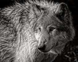 Pin By Musa On Saman Shamanism Wolf Photography Black And White Photography White Wolf