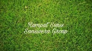 Tanaman hemat air ini mudah dirawat dan umumnya tahan terhadap tanah kering. Rumput Gajah Mini Harga Rumput Permeter Gajah Mini Tahan Cuaca Panas Tukang Taman Profesional Toko Tanaman Hias Pelindung Bunga Herbal Bonsai
