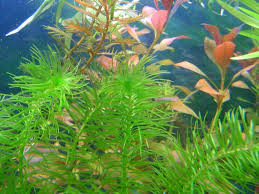 Image result for Lagarosiphon cordofanus