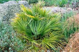 Image result for Xerophyta humilis