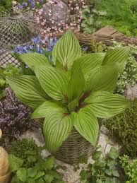 The result is like a stage full of primadonnas with no chorus to back them up. 5 Things To Know About Hostas Those Popular Garden Plants